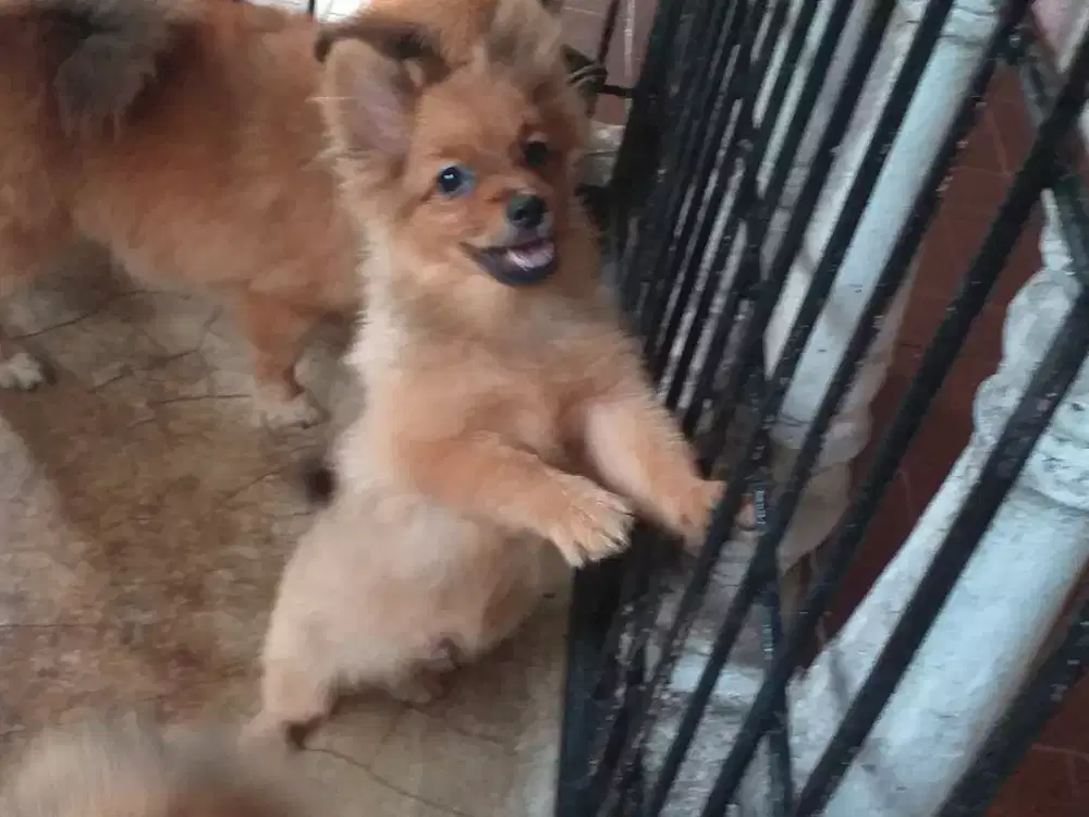 Pomeranian anakan usia 3 bulan