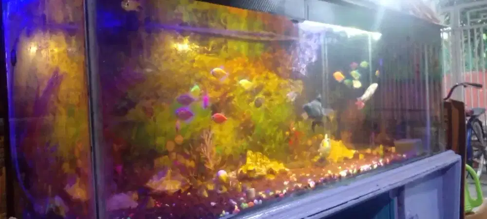 AQUARIUM IKAN  HIAS