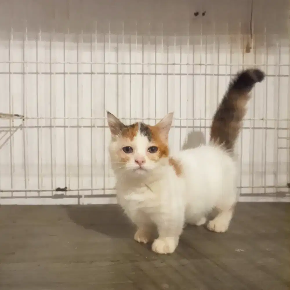 Kucing persia munchkin