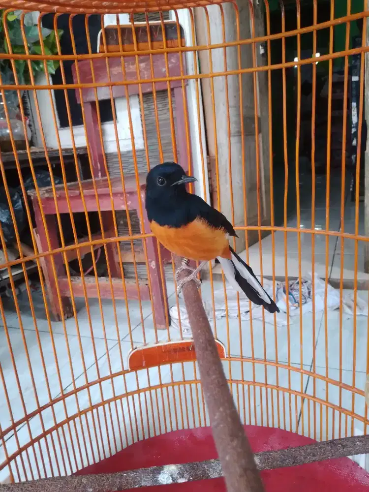 murai batu gacor mulus