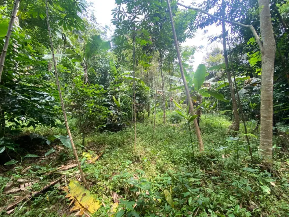 Dijual Murah Tanah 890 m2 Kebun Kopi dan Durian di Bojong Purwakarta