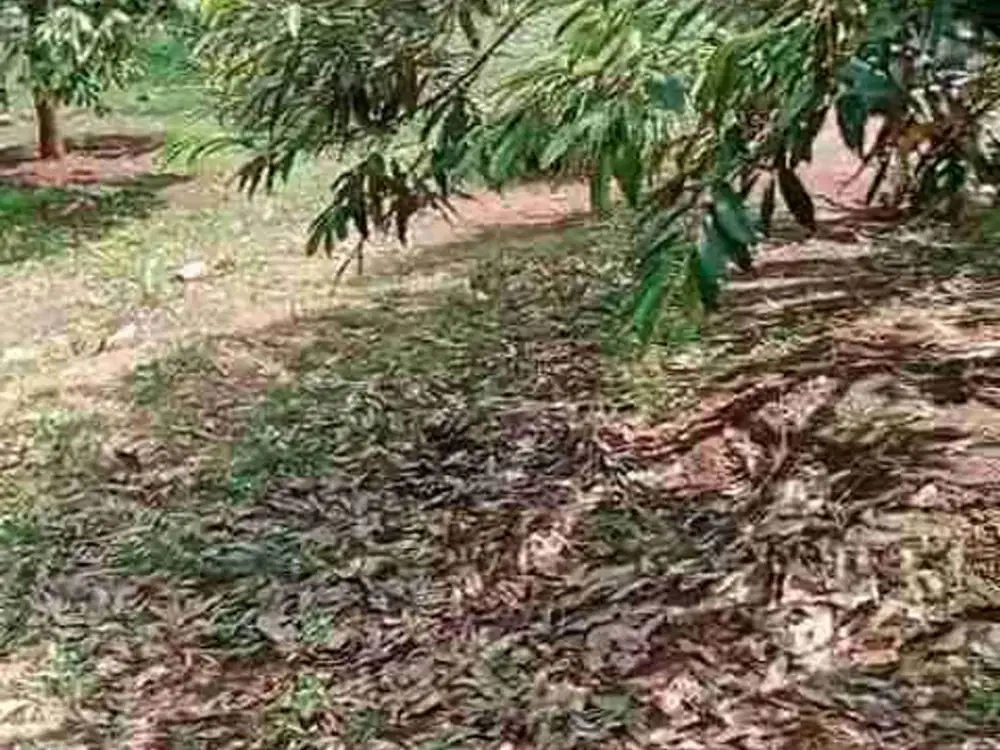 jual kebon durian murah LT 1,2 ha, akses masuk mbl