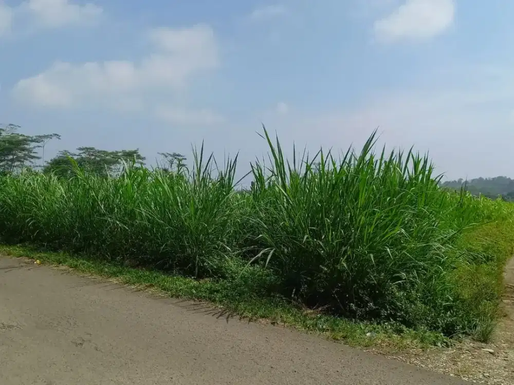 Tanah Pinggir Jalan Kontur Datar Dekat ke Sarana Umum Dijual Murah
