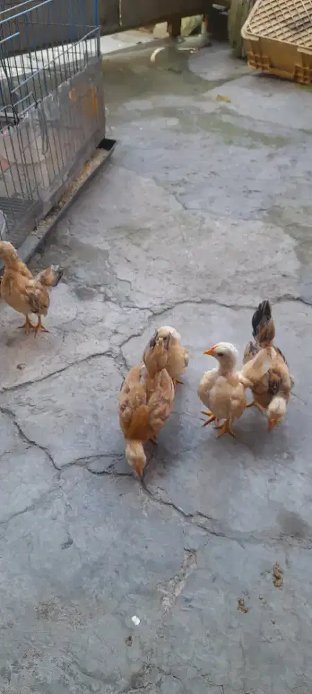 Jual anak Ayam Saramah