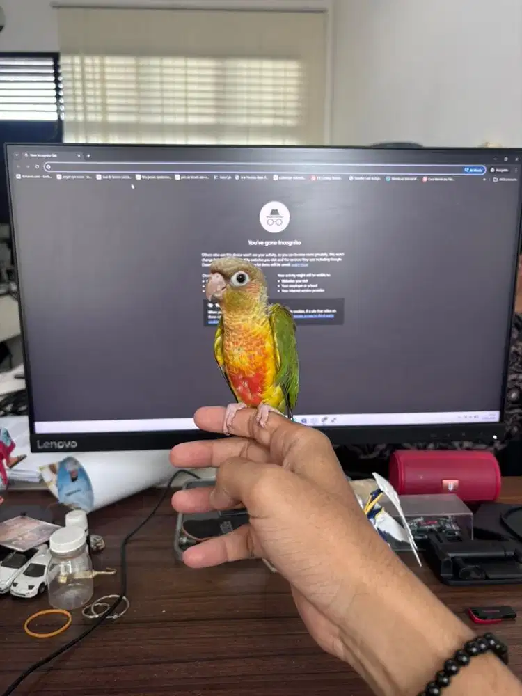 Anakan pineaple conure