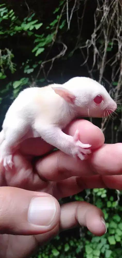 Sugar glider creamino