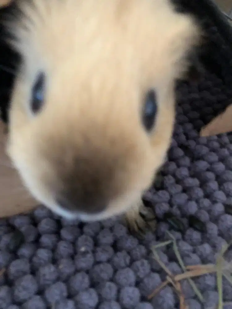 Guinea pig 2 cewe