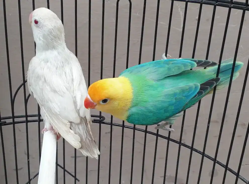 Sepasang lovebird biola pb x pf euwing