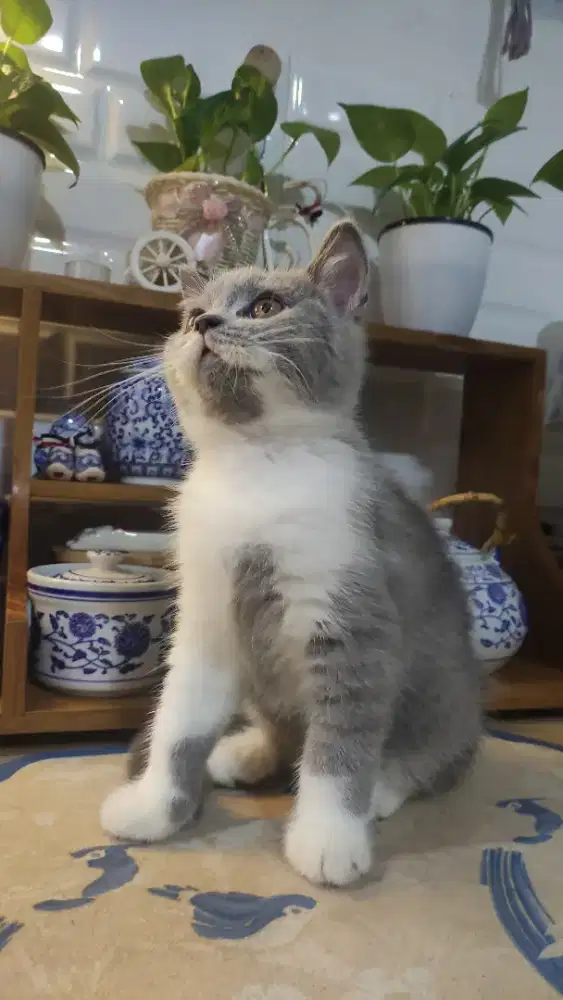 Bsh bicolor jantan 4 bulan