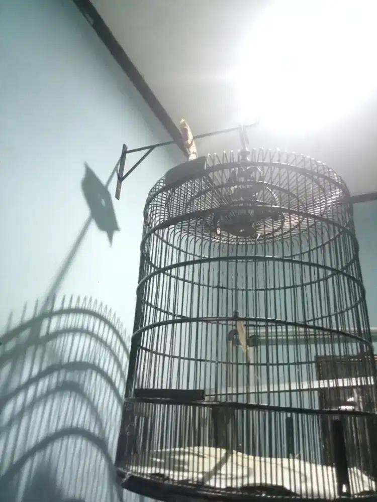 Kandang burung murai