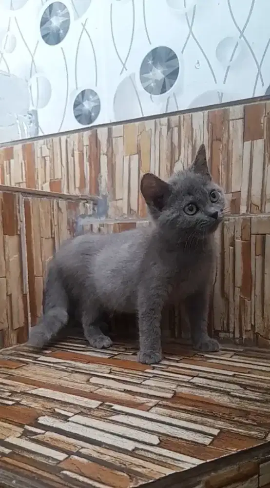 British shorthair jantan