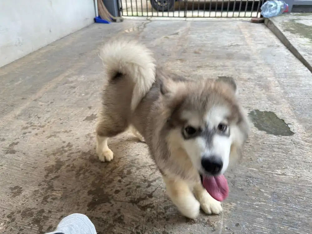 Dijual alaskan malamute