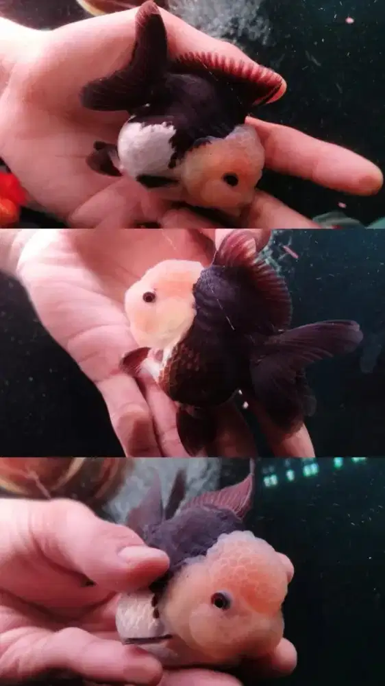 Ikan Mas Koki Oranda Panda Grade Fancy Quality