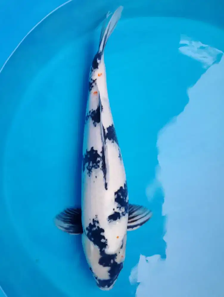 KOI JUMBO SHIRO UTSURI 62cm