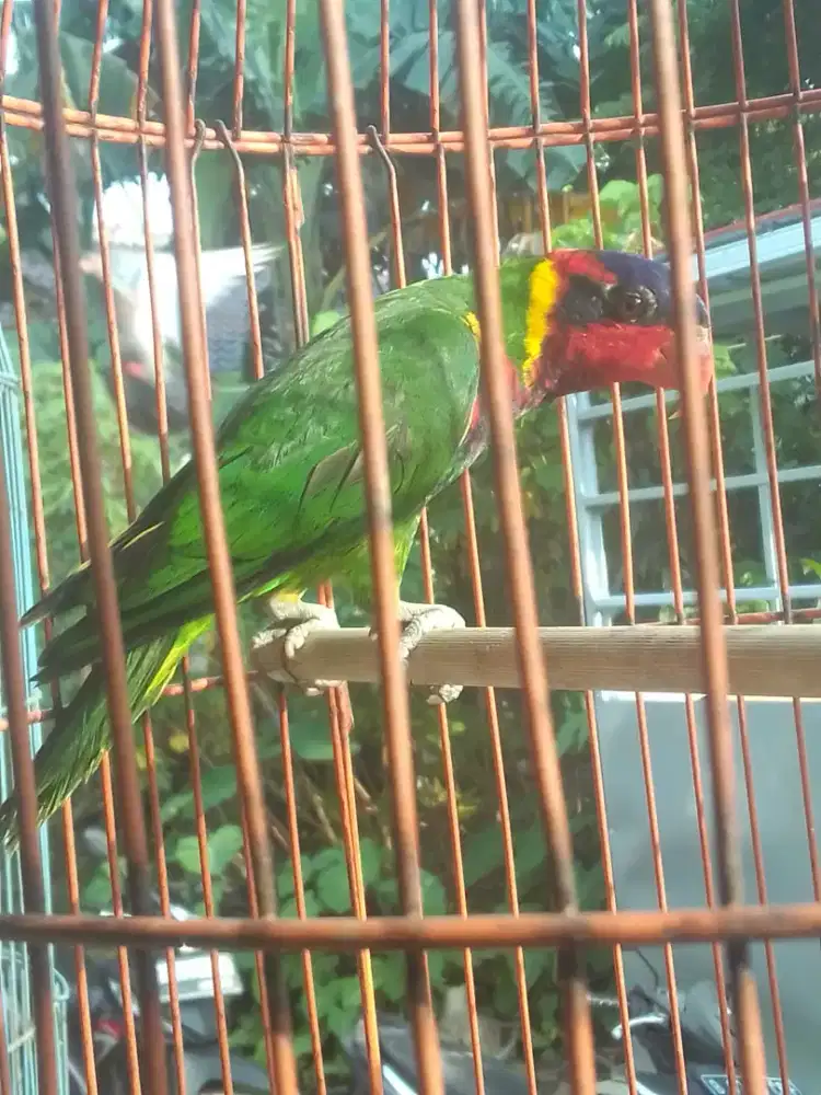 LOVEBIRD WARNA 1 JUTA AJA FULSET ANGKUT