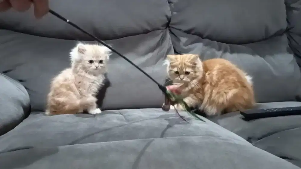 borongan 2 kitten kucing ns