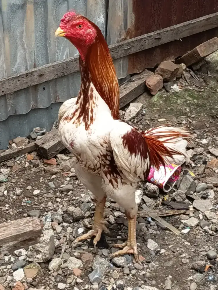 Jual ayam plaker sehat dan jos