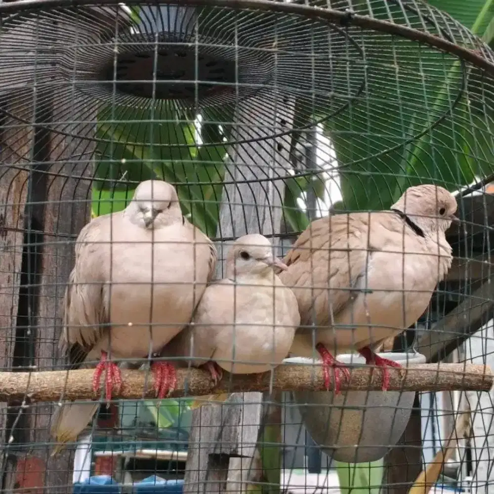 Puter pelung sepasang & anak 1