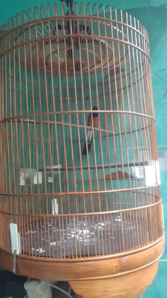 Murai batu medan ternakan