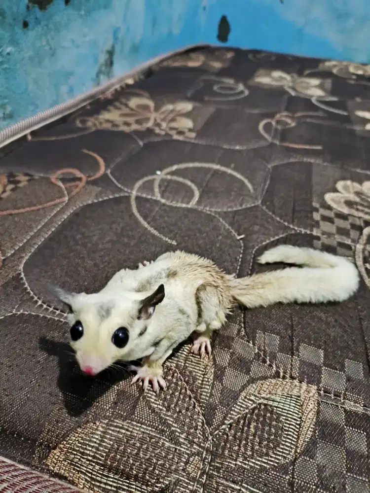 Sugar glider mozaik