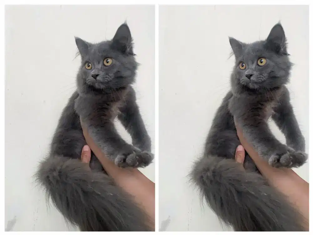 Kucing kitten mix British Longhair Male abu