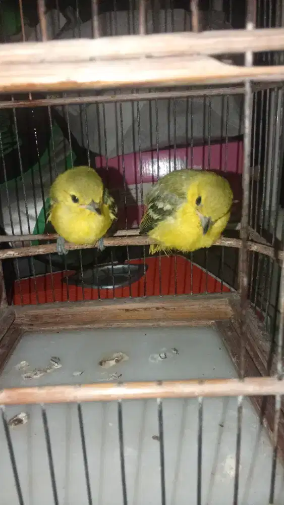 Anakan sirtu Pilihan Jaminan jantan.