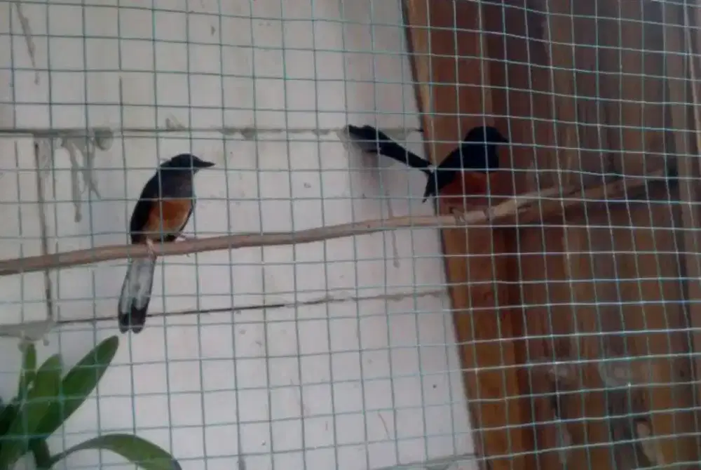 Burung murai sepasang