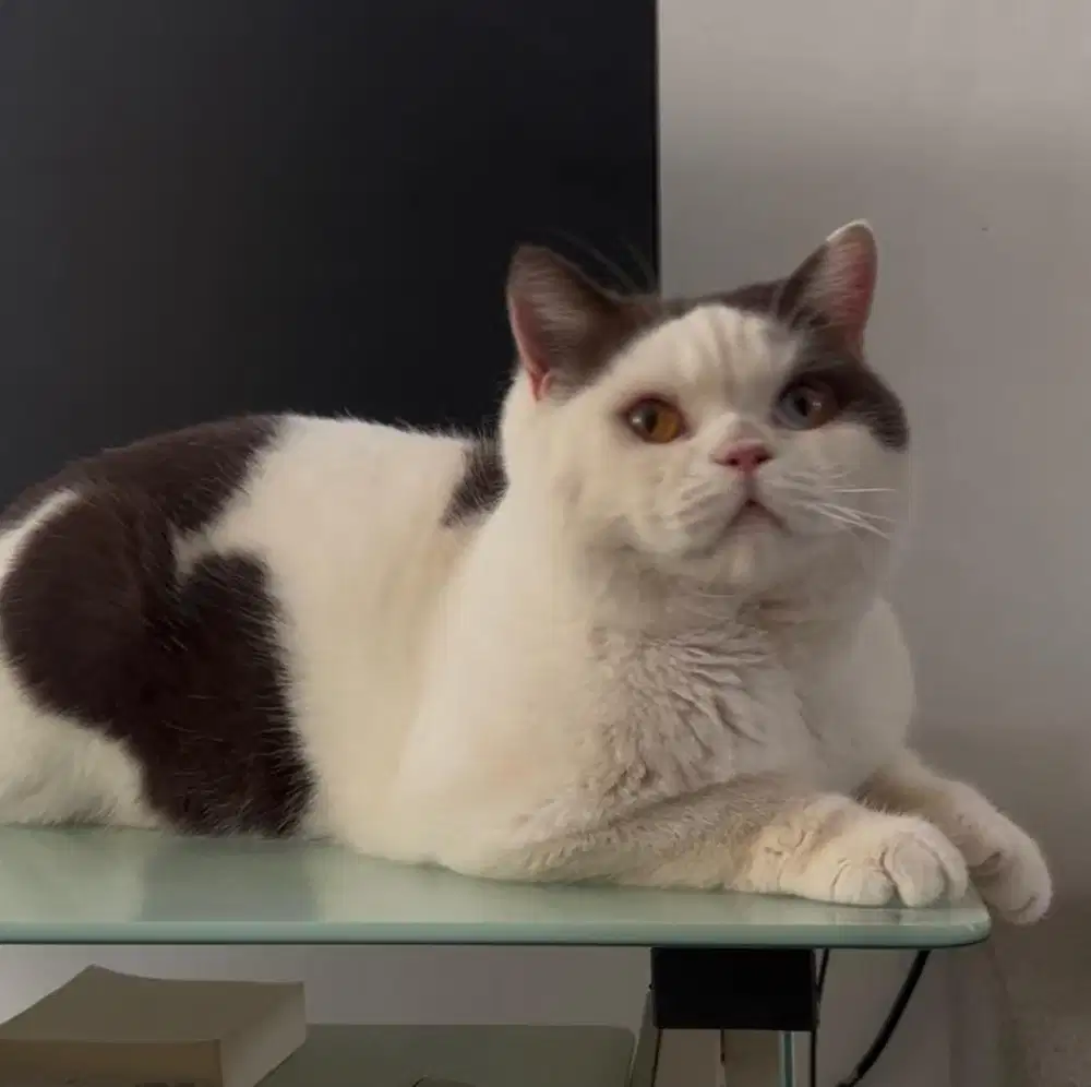 British shorthair male