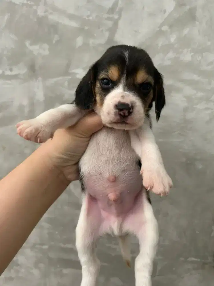 Jual anjing beagle jantan