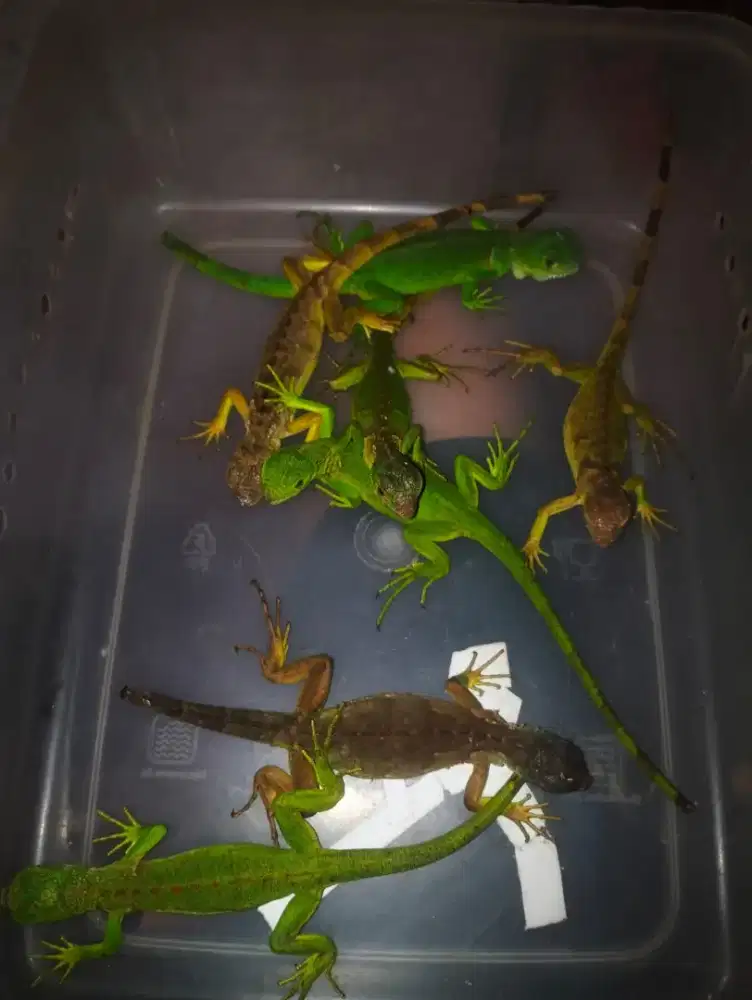 Iguana red mix & green minus