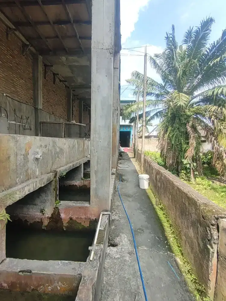 Loker jaga jualan bibit ikan