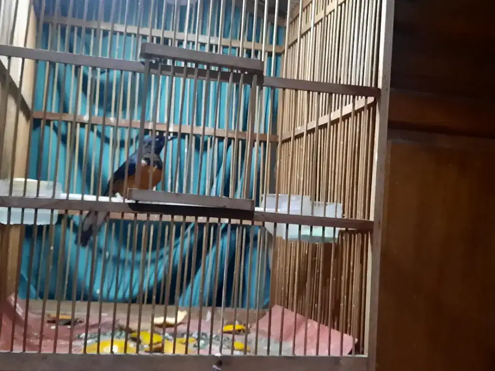 Trotol murai batu medan ternakan