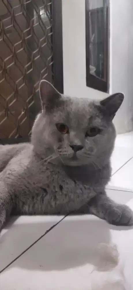 JASA PACAK KUCING BSH PED (PROVEN & BERGARANSI)