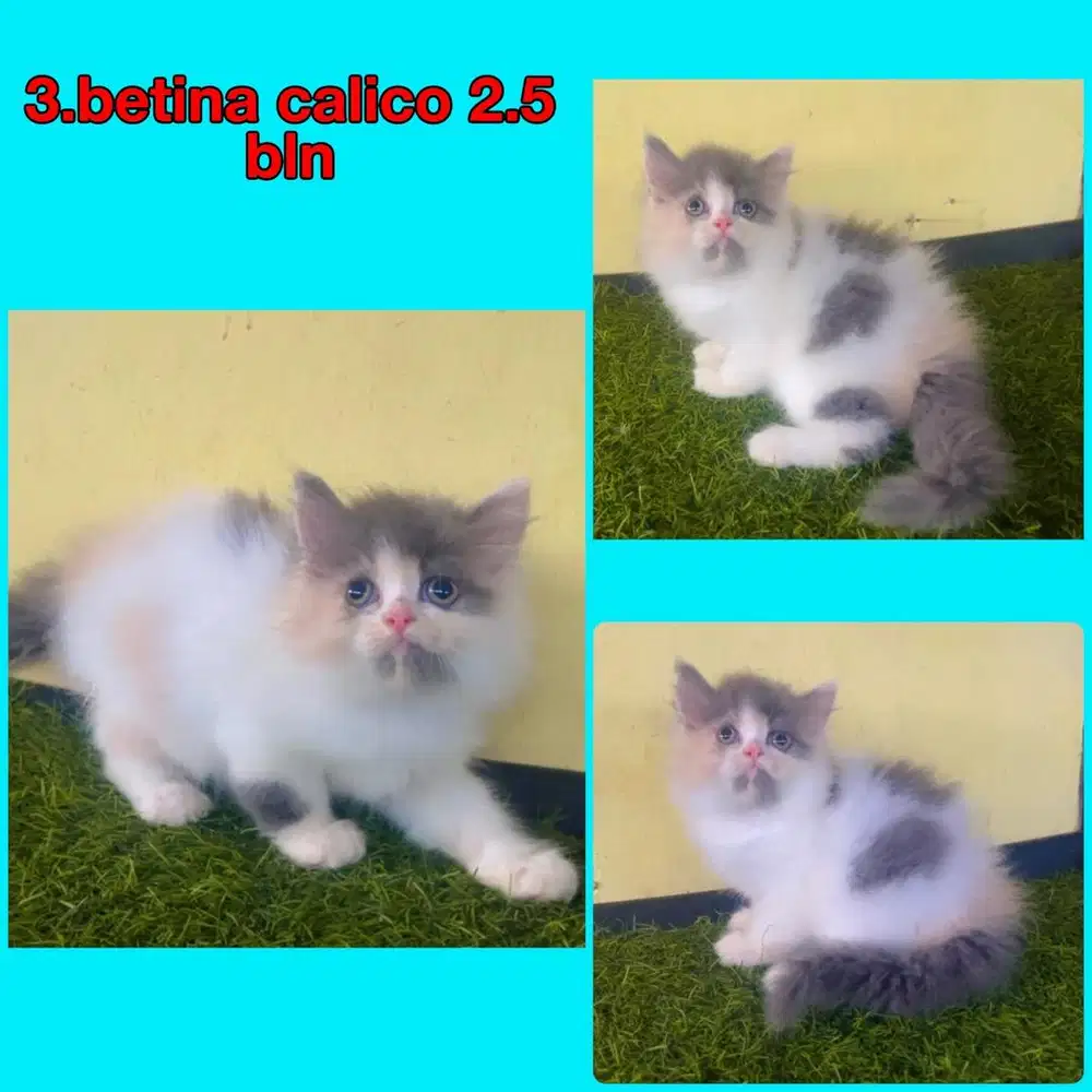 Kucing ras persia kitten calico gembul