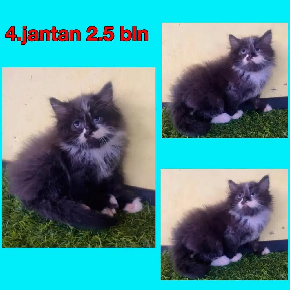 Kucing ras persia gembul x