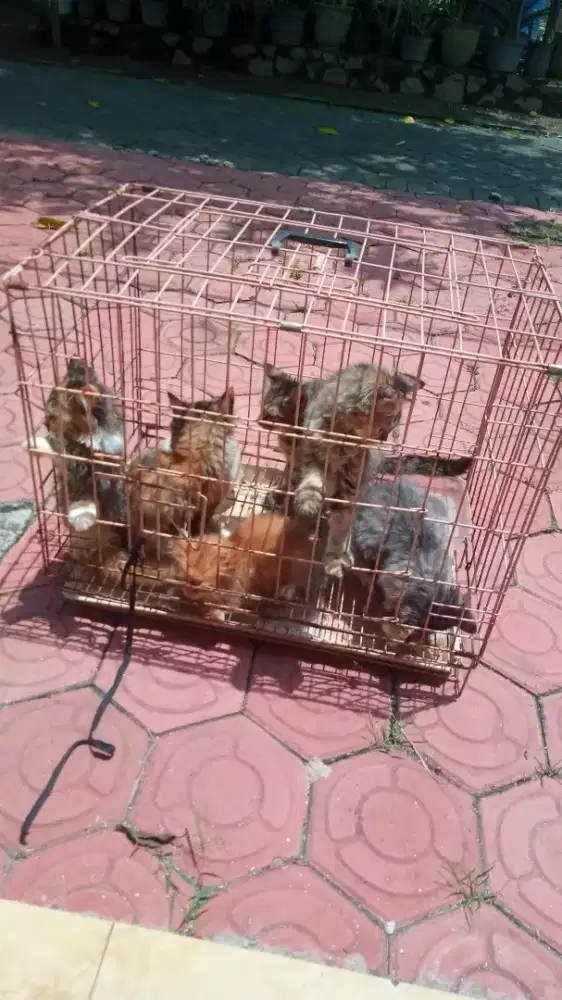 Kucing anak'an lucu2