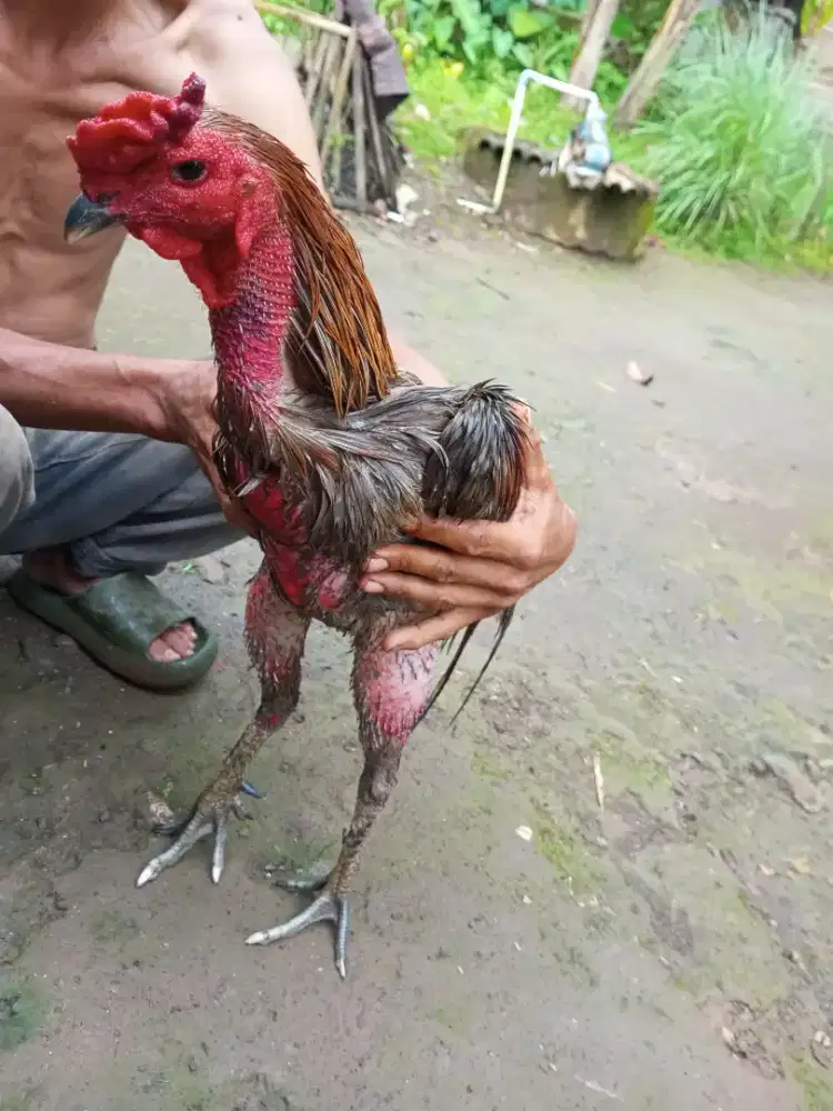 Ayam Mangon Super Jalu