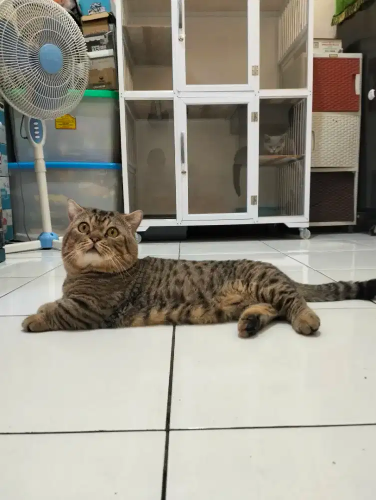 Jasa pacak kucing muchkin BSH top standar