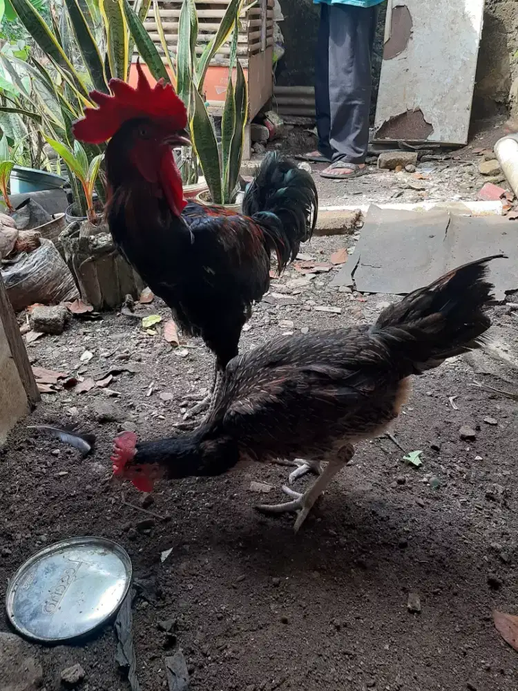 AYAM KAMPUNG (PELUNG)