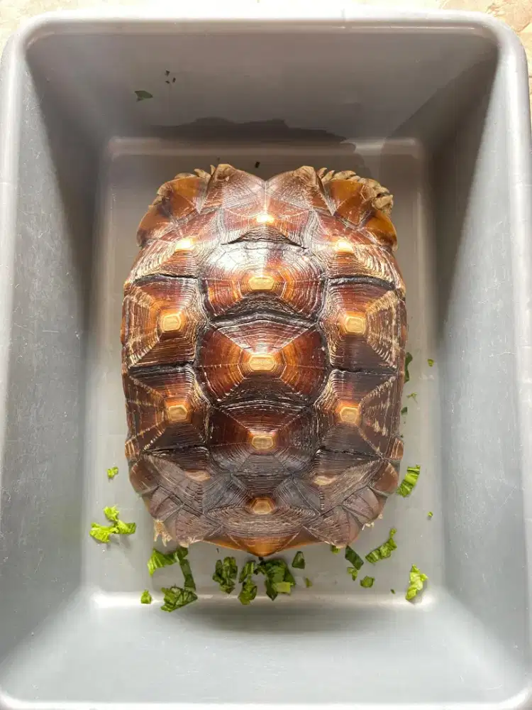 SULCATA BETINA 41CM
