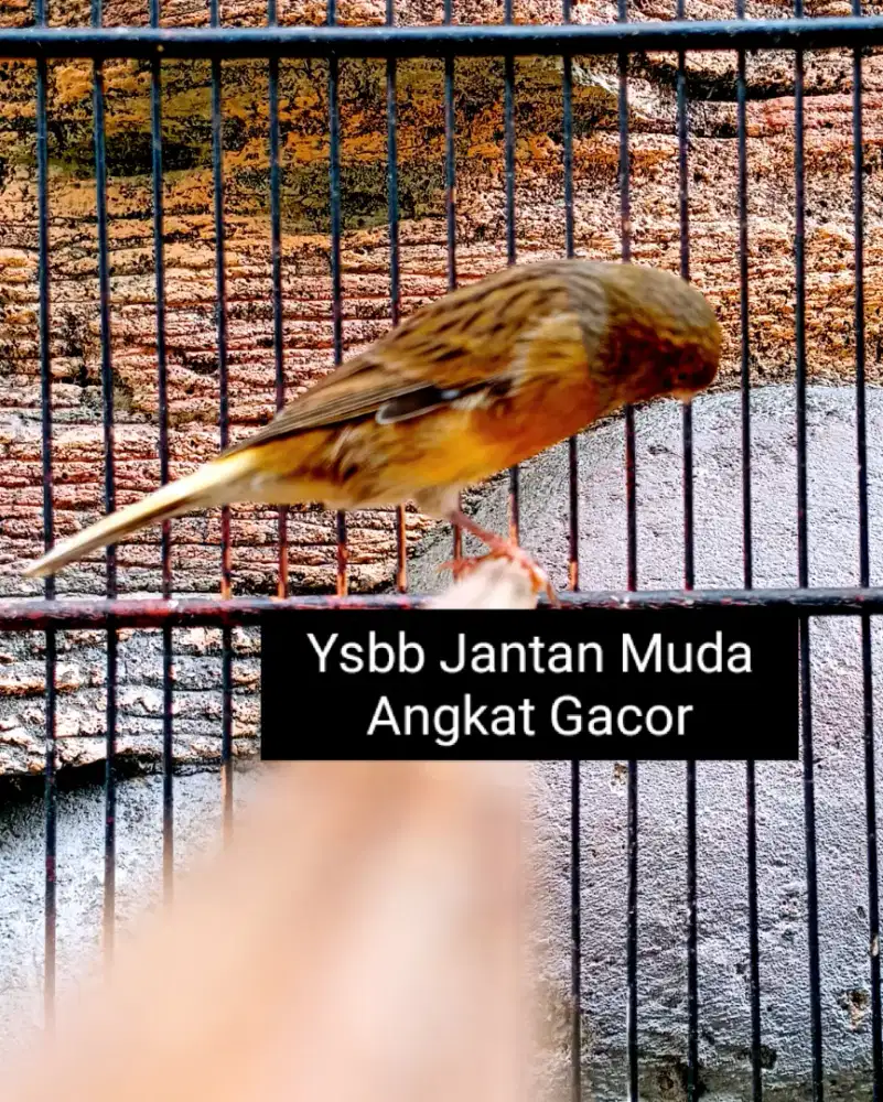 Kenari Ysbb Jantan Muda