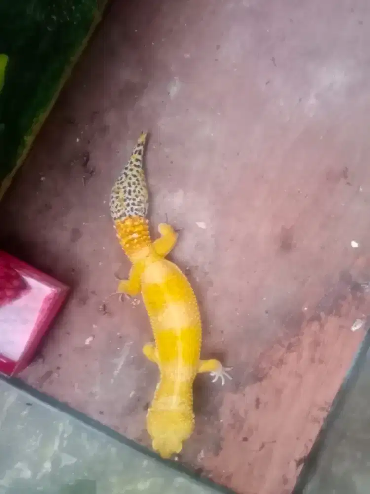 Gecko Jantan super