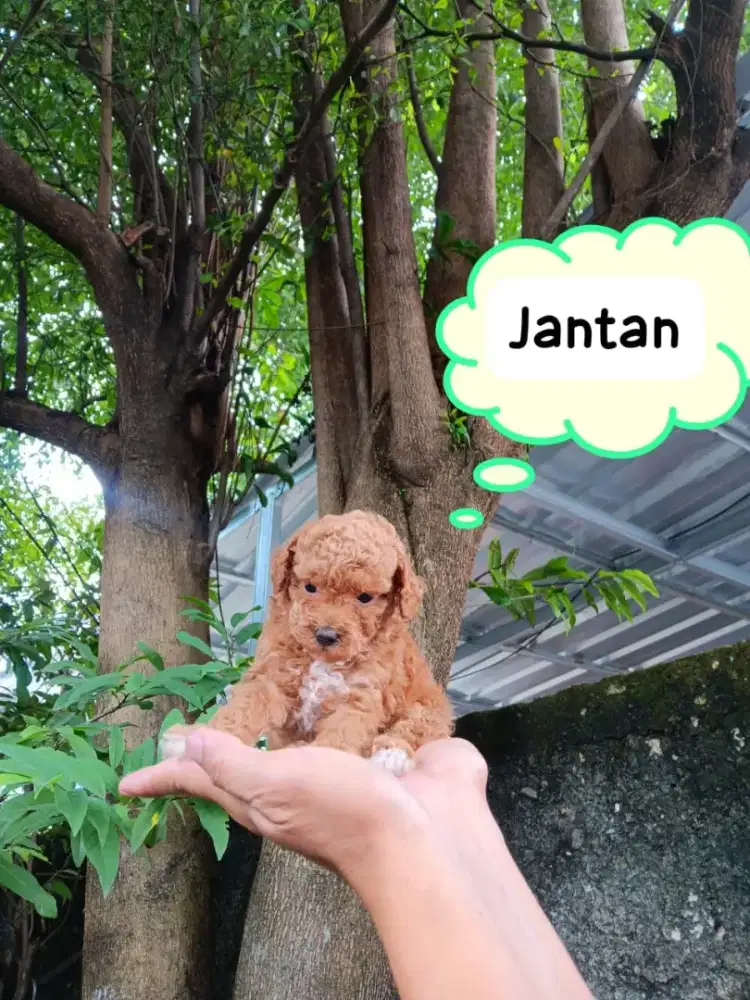 Poodle toys teacup super spesial poodle puppies