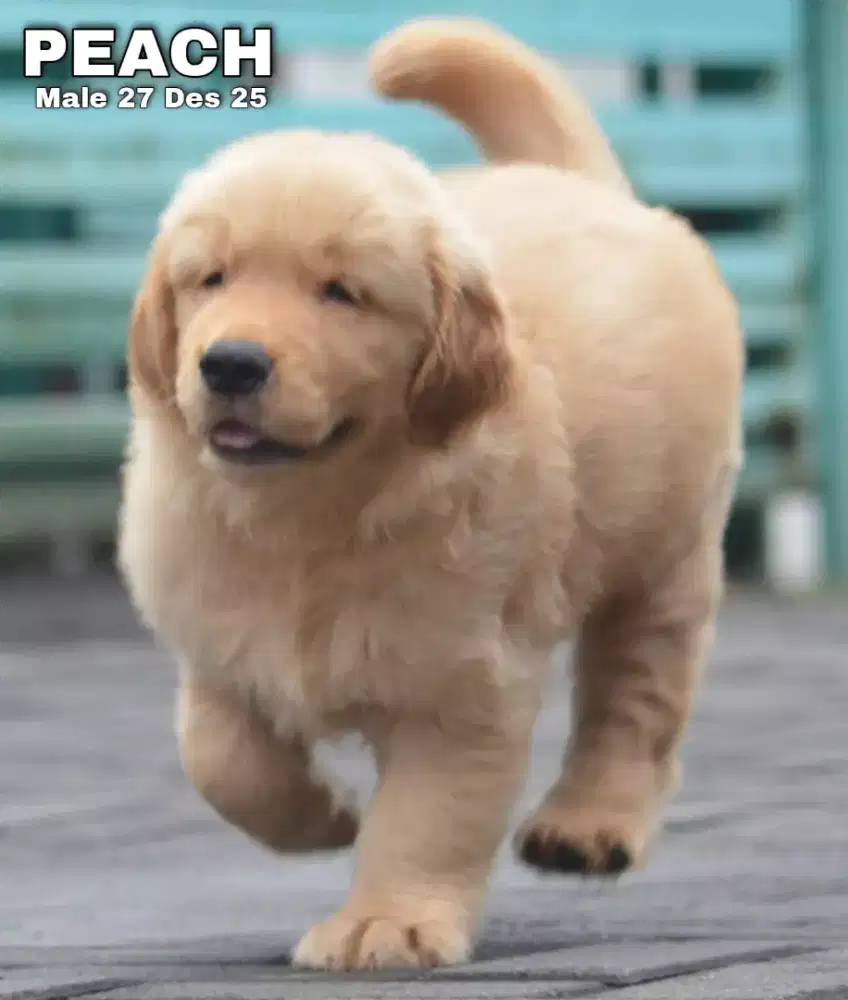 Golden ret jantan •PEACH•