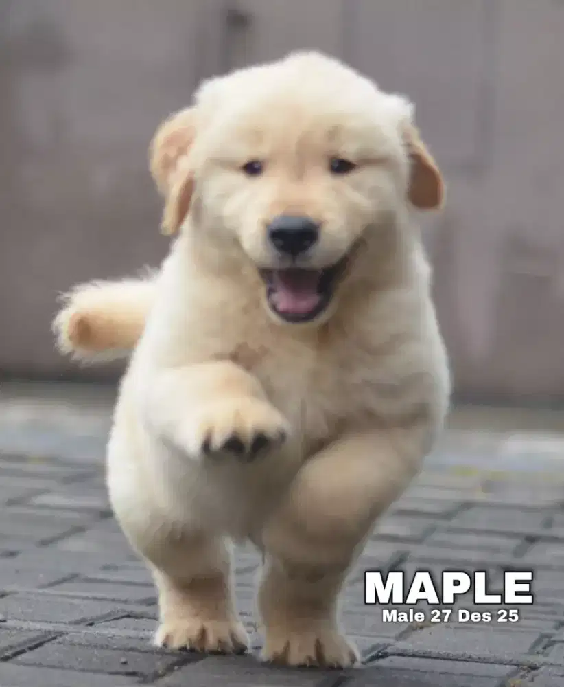 Golden ret jantan •MAPLE•