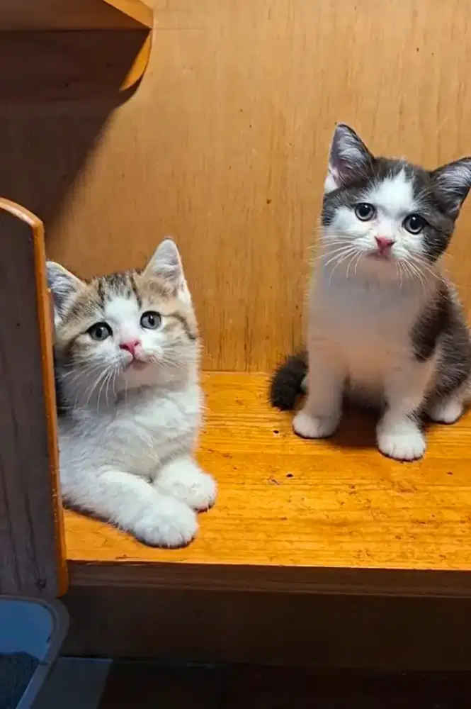 Kitten British Shorthair.