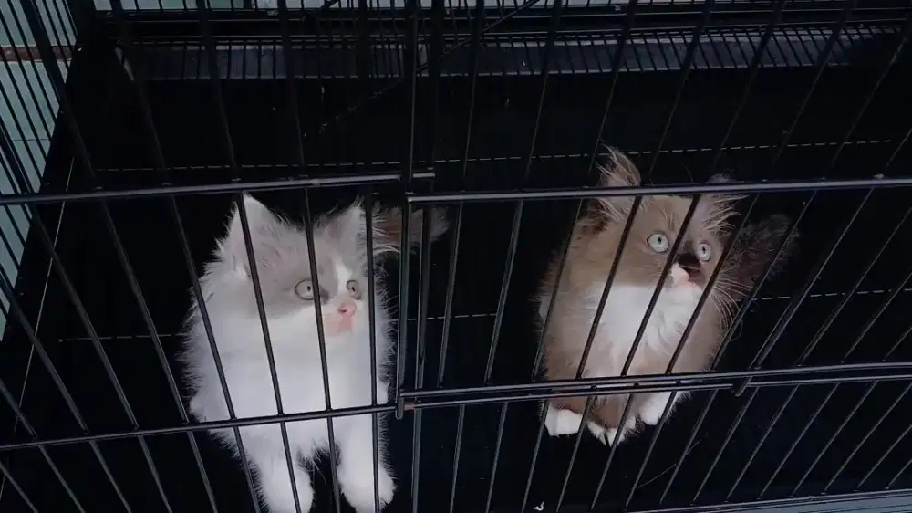 Kitten ragdoll mink and sepia