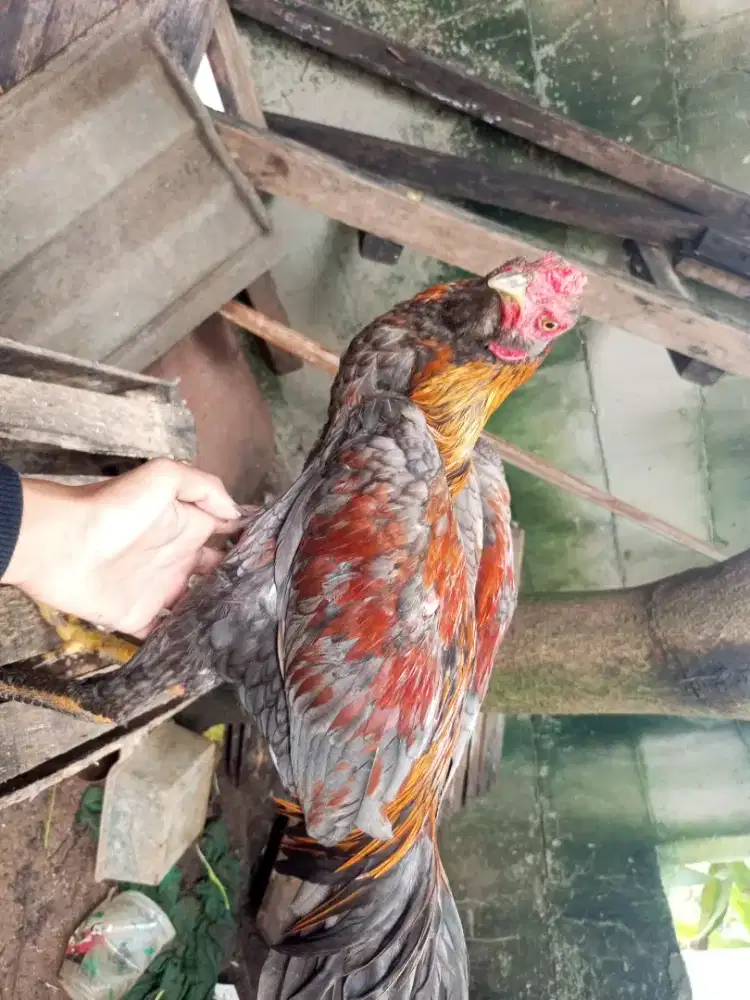 Di jual ayam Bangkok usia 6 BLN mental full
