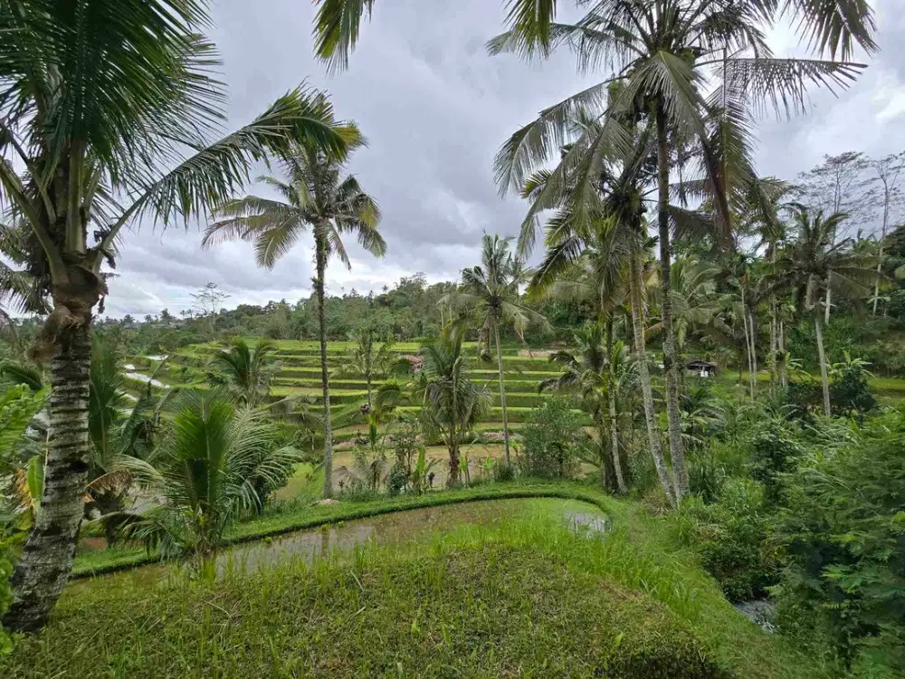 dijual tanah view sawah dan gunung di tabanan bali