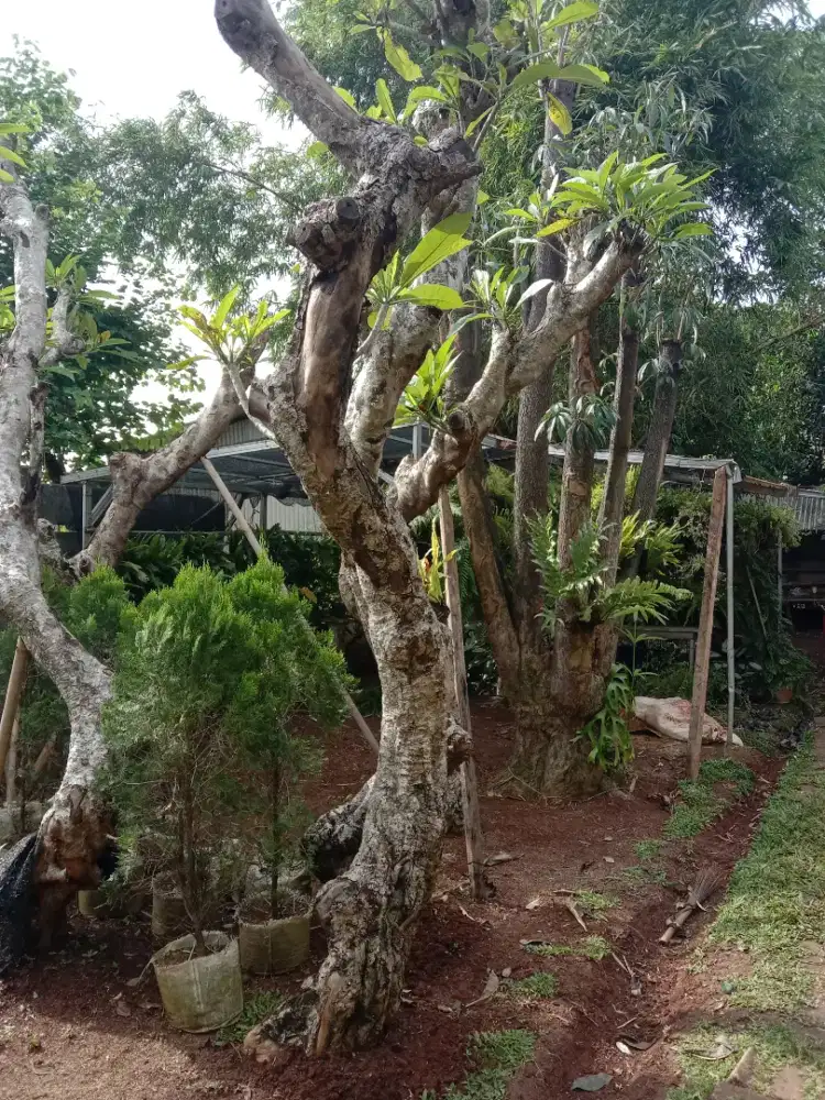 Kamboja Fosil - Pohon Kamboja Fosil